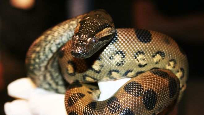 Las anacondas que nacieron sin la intervención de un macho