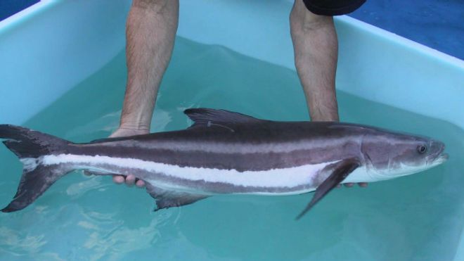 Cobia, el pez depredador que escapó de un criadero en Ecuador y ahora amenaza a Colombia, Panamá y México