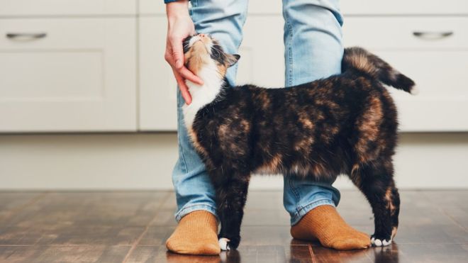Cómo acariciar a un gato, según la ciencia