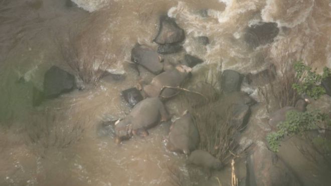 6 elefantes mueren tratando de salvarse en una cascada