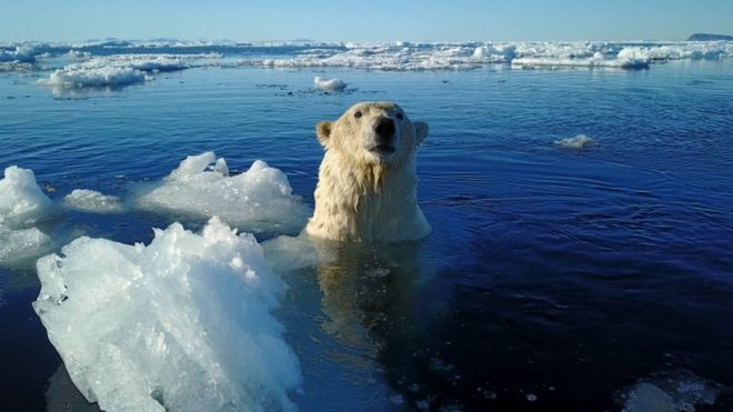 Matan a un oso polar durante un encuentro con turistas