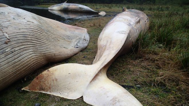 El misterio de las 337 &quot;ballenas sei&quot; varadas en el sur de Chile