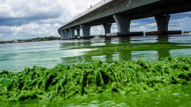 ¿Qué son las algas “guacamole” y por qué obligaron a declarar el estado de emergencia en el sur de Florida?