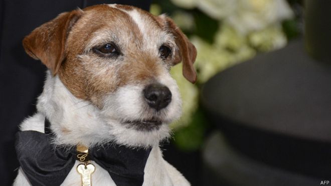 Murió Uggie, el perro estrella de la película El Artista