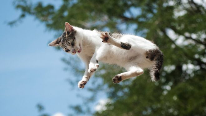 Por qué los gatos siempre caen de pie