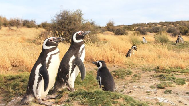Por qué la gran mayoría de los pingüinos que aparecen varados o muertos en las costas de Sudamérica son hembras