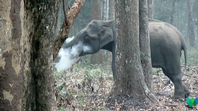 El elefante que echa humo por la boca y tiene &quot;perplejos&quot; a los científicos