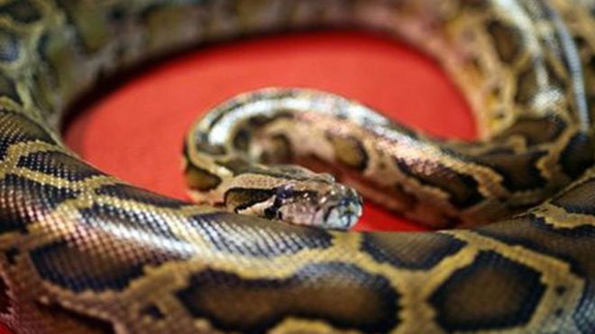 ¿Cuál es el animal más largo del planeta?