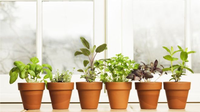 4 problemas de salud comunes que puedes aliviar con plantas