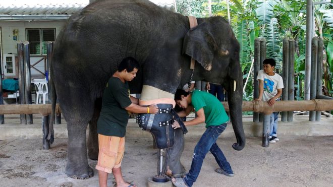 Mosha, la elefante que recibió una prótesis tras perder una pata por la explosión de una mina