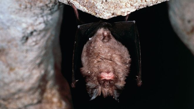 Coronavirus: por qué los murciélagos transmiten tantos virus