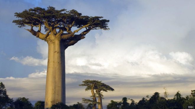 ¿Por qué los baobabs pueden vivir más de 1.500 años?