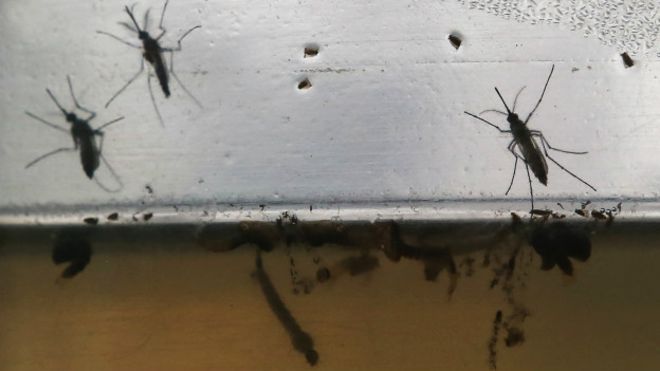 Zika: qué es una emergencia sanitaria global y qué implica