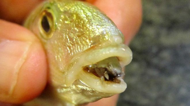 Ocho animales que quizás no sabes que son vampiros