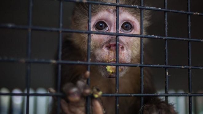 Cómo &quot;estamos impulsando el cruce de virus desde animales a humanos&quot;