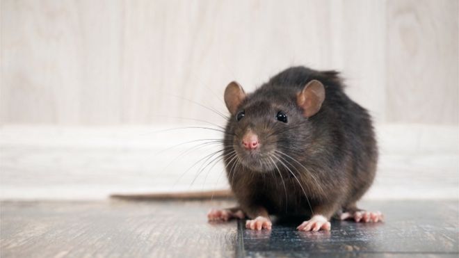 Por qué la pandemia está haciendo que las ratas tengan un comportamiento más agresivo