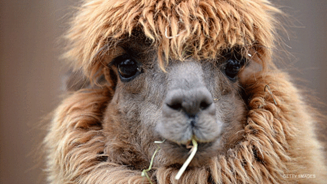 La llama, un inesperado aliado en la lucha contra el sida