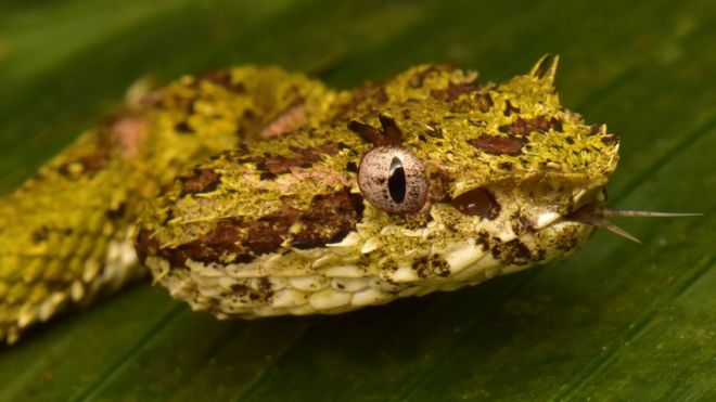 Los animales que se creían extintos hallados en Honduras