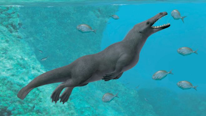 Cómo eran las ballenas de 4 patas que encontraron en Perú