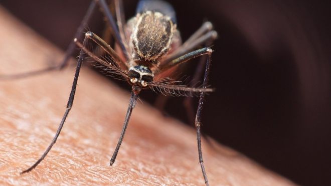 Cuáles son los síntomas de la malaria y cómo se puede prevenir