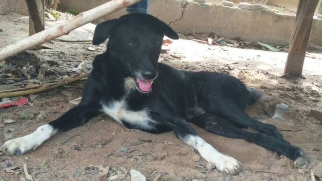 El perro &quot;héroe&quot; que rescató a un bebé enterrado vivo