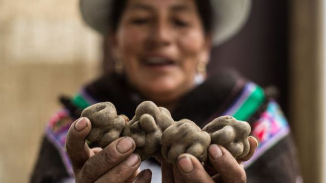 El increíble viaje de la papa andina, el tubérculo que transformó el mundo