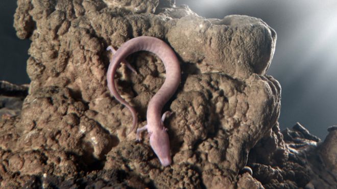 Olm: los huevos del antiguo dragón que tienen en vilo a Eslovenia