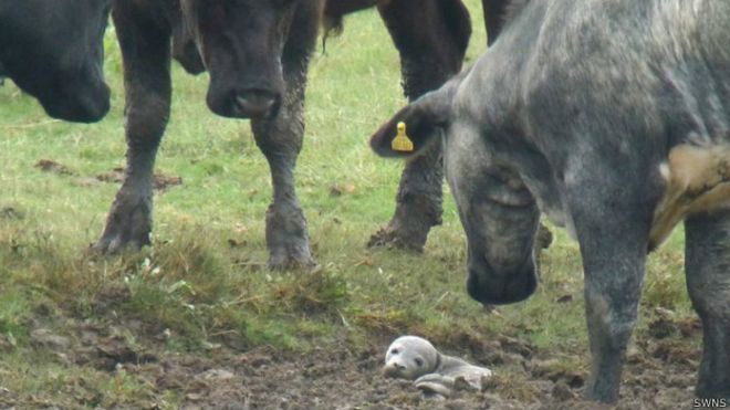 ¿Cómo terminó una foca recién nacida en un potrero lleno de vacas?