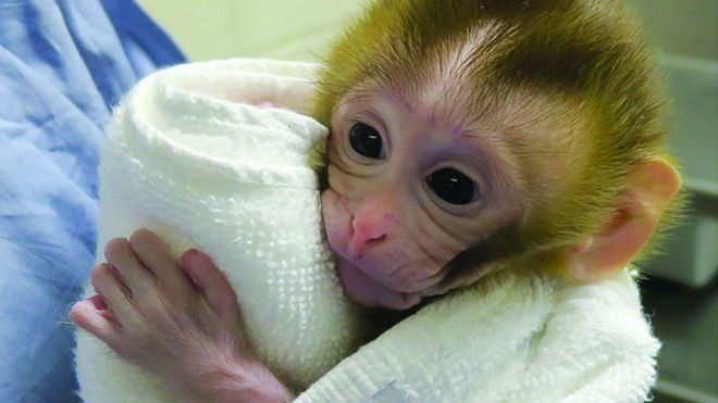 Baby Grady, el pequeño mono que podría ayudar a los niños con cáncer a ser fértiles cuando sean adultos