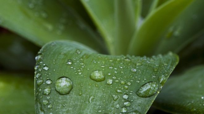 Petricor, la razón por la que la lluvia huele tan bien