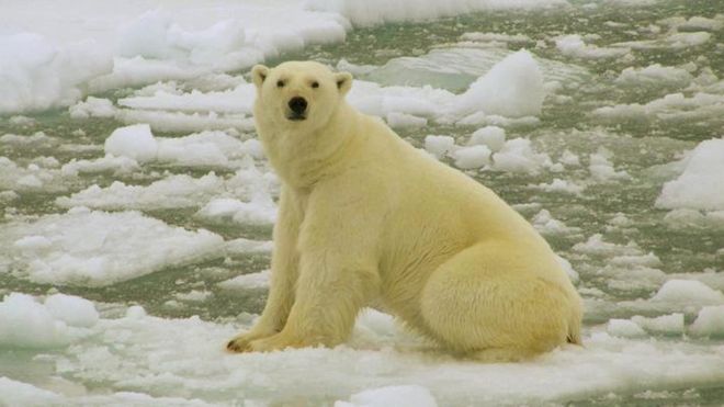 Estado de emergencia en unas islas de Rusia por una &quot;invasión&quot; de osos polares