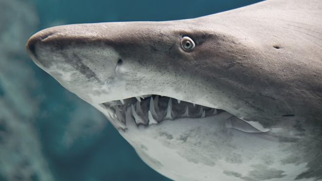 El tiburón toro, la extraordinaria especie capaz de habitar en aguas dulces y saladas