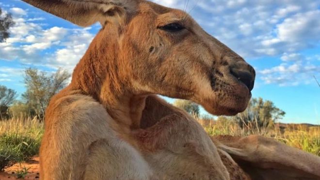 Muere Roger, &quot;el canguro culturista&quot;