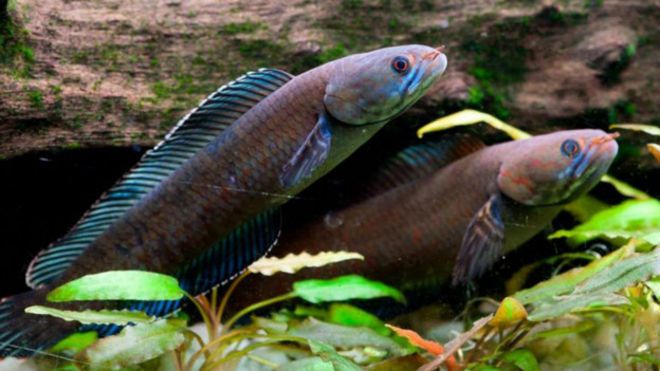 Un pez que &quot;camina&quot; y otras especies increíbles halladas en los Himalayas