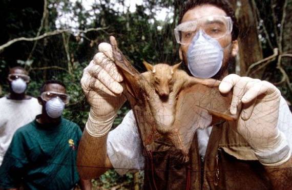 Investigadores que estudian el ébola tomaron muestras de murciélagos salvajes. SCIENCE PHOTO LIBRARY