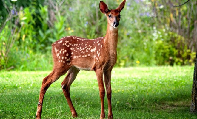El venado goleador