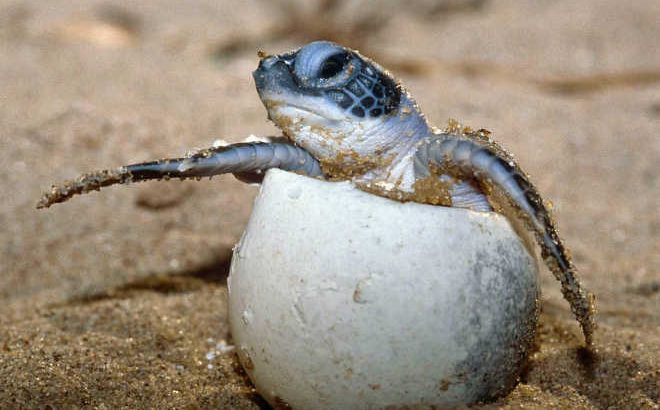 Nacen más de 103.000 crías de tortuga marina del Golfo de México