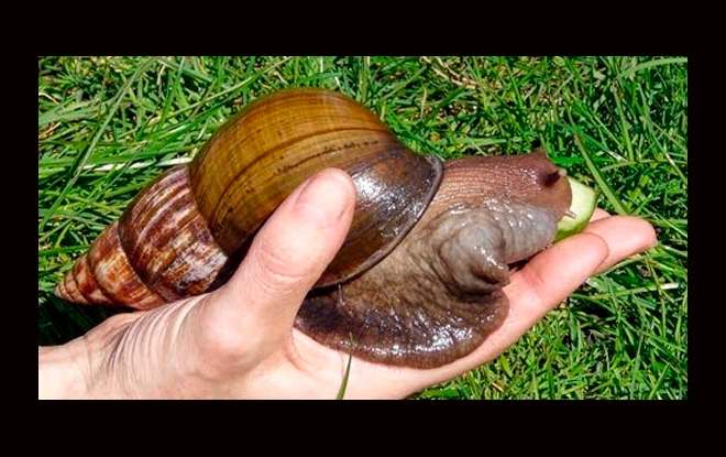 El “caracol africano” ataca a cinco provincias del país