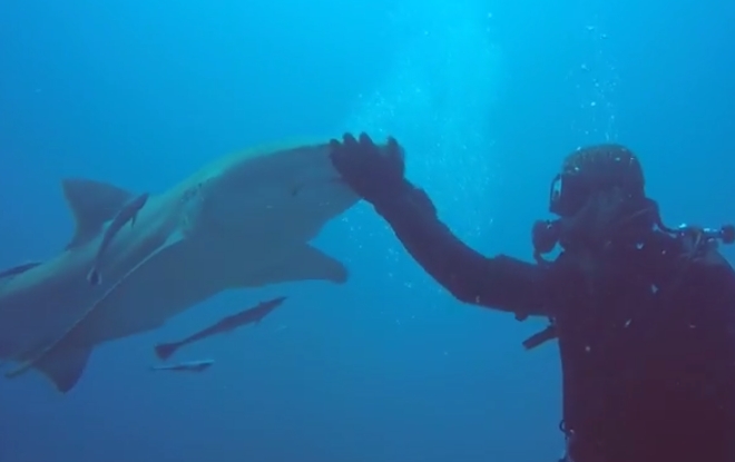 (VIDEO) El ecuatoriano que nada con tiburones para crear conciencia