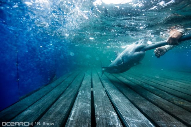 Tiburón &quot;tuitea&quot; su travesía por el océano
