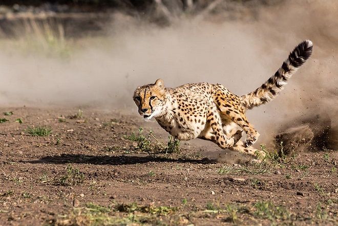 ¿Álex Quiñónez más rápido que un guepardo?