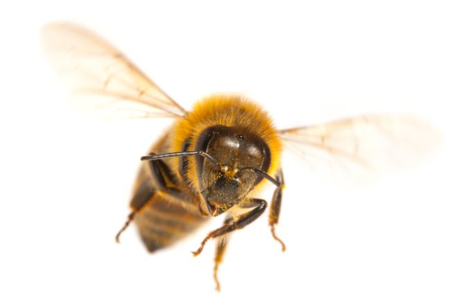 La batalla que las abejas ganaron a los insecticidas