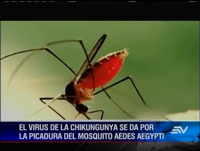 Establecen cerco epidemiológico en Loja tras primer caso de Chikungunya