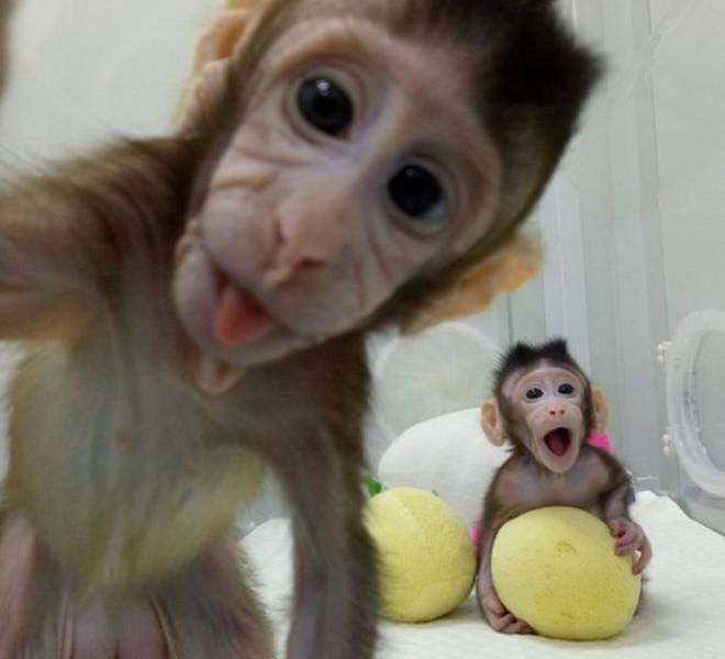La polémica clonación de monos en China con la técnica de la oveja Dolly
