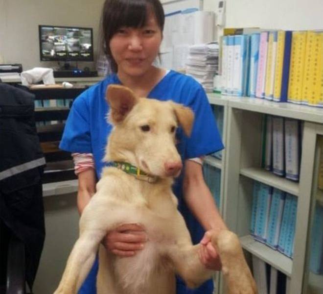 Veterinaria se suicida con el mismo fármaco con el que sacrificó a cientos de perros