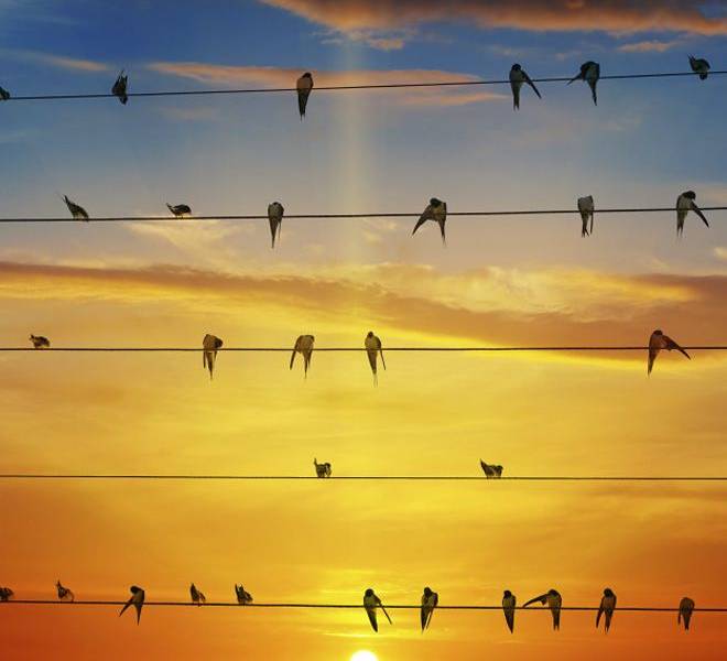 A dónde van a morir las aves y otros enigmas alados