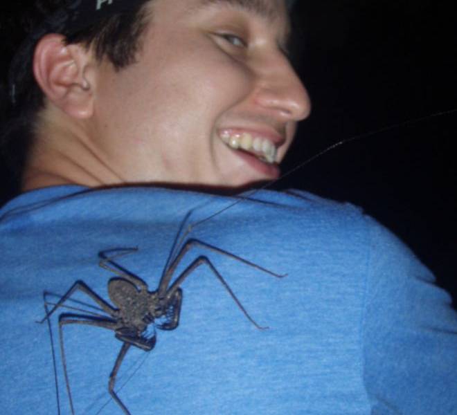 La araña que es tan aterradora que tiene su propio &quot;relacionador público&quot;