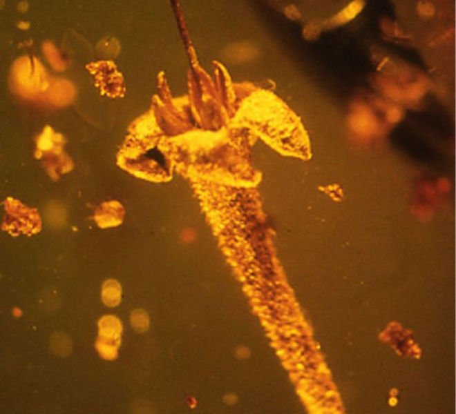 La impresionante flor de hace 15 millones de años que permanece intacta