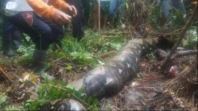 Hallazgo de la serpiente pitón en Indonesia.