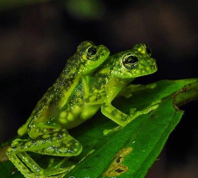 La crisis climática amenaza a tres especies de ranas en el Chocó de Ecuador